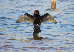 Un pequeño cormoran secado sus alas.