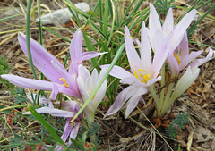 Preciosa flor de montaña (crocus tommasinianus)
