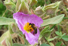 Detalle de la flor de la estepa blanca y una abeja