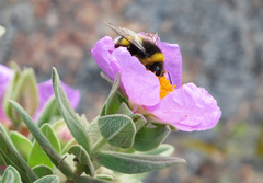 Un abejorro tomando el polen de la preciosa jara blanca