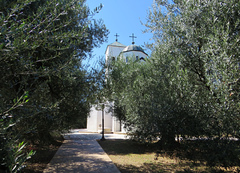 El jardines de olivos de la Catedral Sveti Nicole