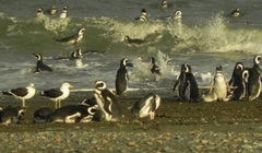 Pingüinos en Reserva Cabo Vírgenes