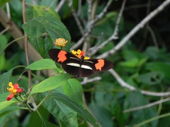 Mariposa Erato (Erato phyllis) en Parque Nacional Iguazú