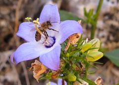 Una abeja posada en una hermos campanilla lila