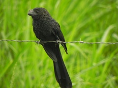 Aves de Ecuador