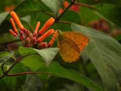 Mariposa amarilla sobre flor, Iguazú