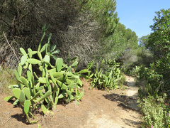 El sendero de los cactus, Castell de Burriac