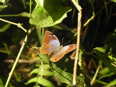 Mariposa en Parque Nacional iguazú