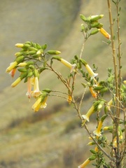 Flor amarilla típica del Valle Sagrado