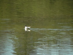 Aves en la laguna de Potreros de Yala, Jujuy