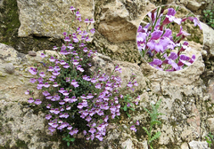 Scrophulariaceae silvestre de color violeta