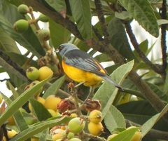 La avifauna del lugar: Naranjero (Pipraeidea bonariensis)