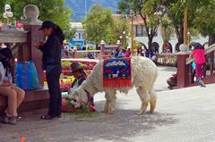 Una pequeña alpaca en Huaraz