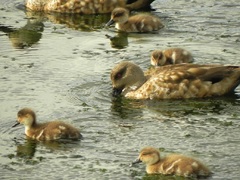 Familia de patos nadando en la bahía