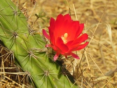 Cactus en flor, Pisac