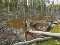 Castoreras en reserva Laguna Negra, Tolhuin