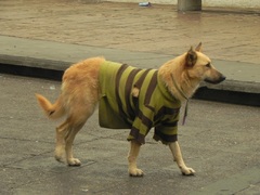 Los perros vestidos en Salta