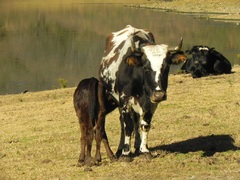 Vaca mamá y su peque en Potreros de Yala