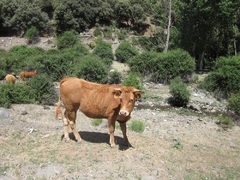 Las vacas nos miran entre curiosas y atentas ;)