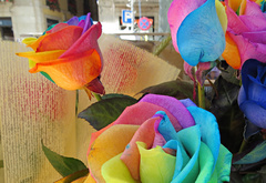 Rosas multicolor, Sant Jordi 2014