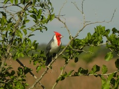 Hermosos cardenal, en Corrientes
