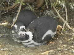 Pingüinos en la Reserva Cabo Vírgenes