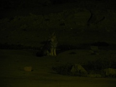Vecinos nocturnos, zorros grises en Parque Ischigualasto