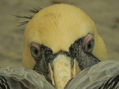 Pelicano, Paracas