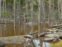 Bosques nativos inundados