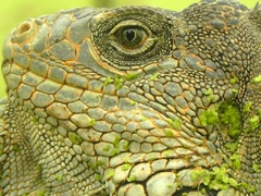 Iguanas de Ecuador