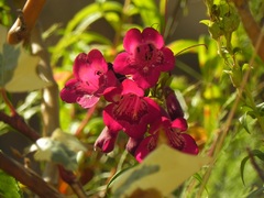 Flores de Ollantaytambo, Valle Sagrado