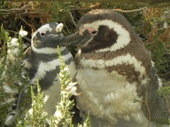 Pingüinos en la Reserva Cabo Vírgenes