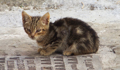 Gatito callejero