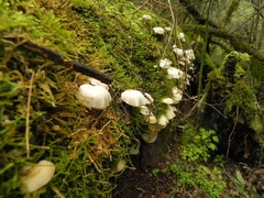 Y más hongos..en el Parque El Rey