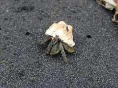 Simpático cangrejo ermitaño en las playas negras de Mompiche