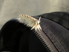 Una pequeña oruga husmeando mi mochila