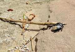 Un curioso escarabajo de abdomen plateado