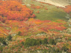 Hermosos colores otoñales, en el Parque Nacional Los Alerces