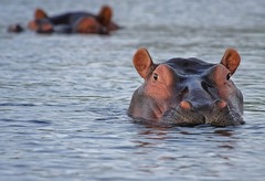 Hipopotamos