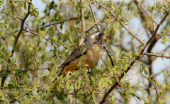 Aves de Argentina en el Parque Nacional Copo