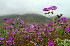 Flores desierto de Atacama