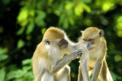 Monos en Bali