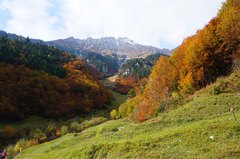 Bosques alpinos de Innsbruck, Austria
