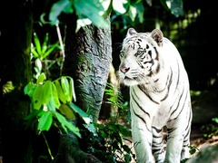 Tigre del zoo de Singapur