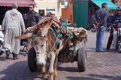 Transporte con burros en la medina de Marrakech