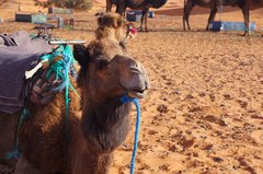 Caravanas de camellos en Merzouga, Marruecos