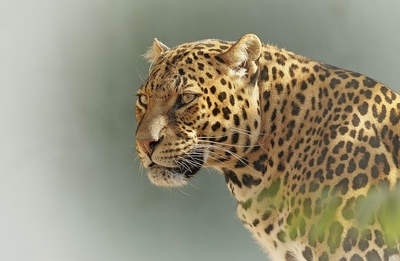 Leopardo enÁfrica.jpg