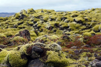 Campos de lava al sur de Islandia