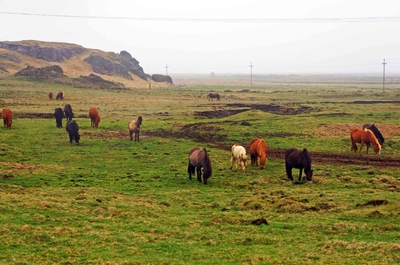 Granja de caballos islandeses, al sur de Islandia
