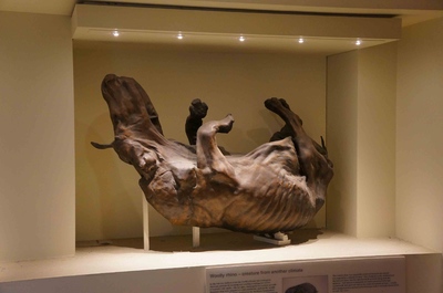 Un rinoceronte lanudo en el Museo de Historia Natural de Londres